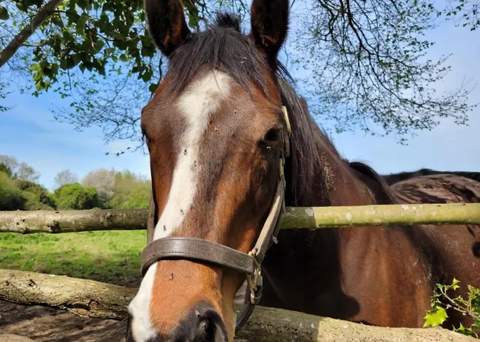 Parking Prive -le Valentin -coeur Historique -la Clef De * Honfleur